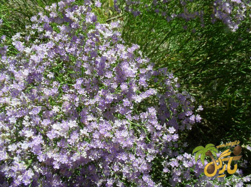 Sea lavender
